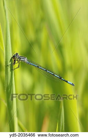 Stock Photograph - Blue Damselfly feeding on a Mosquito.. Fotosearch