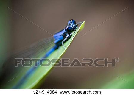 Blue damselfly, order Odonata, suborder Zygoptera Photographed in the mountains of Costa Rica View Large Photo Image Picture - Blue damselfly, order Odonata, suborder Zygoptera Photographed in the mountains of Costa Rica. Fotosearch