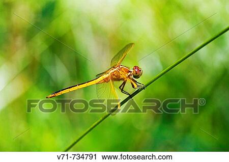 Stock Image - Blue Dasher Dragonfly, Pachydiplax longipennis, environment. Fotosearch