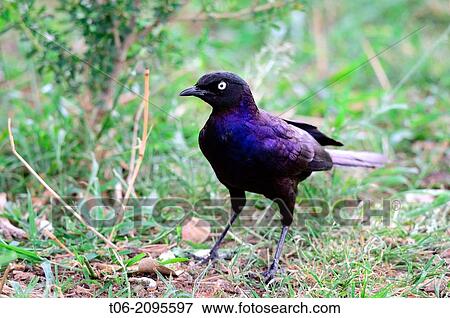 Blue eared glossy starling (Lamprotornis chalybaeus) Masai Mara National Reserve, Kenya, Africa, October. View Large Photo Image Stock Photo - Blue eared glossy starling (Lamprotornis chalybaeus) Masai Mara National Reserve, Kenya, Africa, October.. Fotosearch