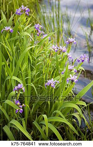Stock Image - Blue flag iris at water's edge. Fotosearch