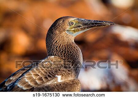Blue Footed Boobie, Galapagos Islands. View Large Photo Image Stock Image - Blue Footed Boobie, Galapagos Islands.. Fotosearch
