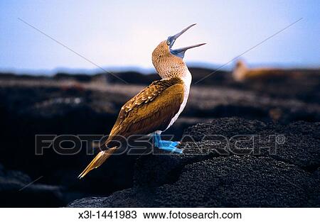 Blue-footed Booby adult head with open bill, Sula nebouxi, Hood Island, isla Floreana Galapagos Ecuador View Large Photo Image Stock Image - Blue-footed Booby adult head with open bill, Sula nebouxi, Hood Island, isla Floreana Galapagos Ecuador. Fotosearch