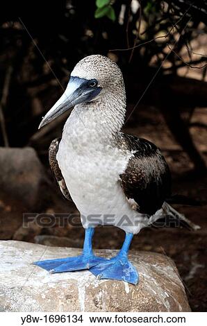Picture - Blue Footed Booby on Galapagos Islands. Fotosearch
