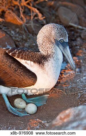 Blue-footed booby Sula nebouxii adult on eggs in the Galapagos Island Group, Ecuador MORE INFO: The Galapagos are a nesting and breeding area for blue-footed boobies View Large Photo Image Stock Photo - Blue-footed booby Sula nebouxii adult on eggs in the Galapagos Island Group, Ecuador MORE INFO: The Galapagos are a nesting and breeding area for blue-footed boobies. Fotosearch