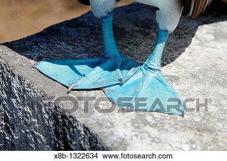 Blue-footed booby Sula nebouxii close up of blue feet in the Galapagos Island Group, Ecuador The Galapagos are a nest and breeding area for blue-footed boobies View Large Photo Image Picture - Blue-footed booby Sula nebouxii close up of blue feet in the Galapagos Island Group, Ecuador The Galapagos are a nest and breeding area for blue-footed boobies. Fotosearch