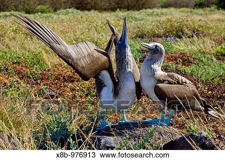 Blue-footed booby Sula nebouxii in ritualistic courtship display in the Galapagos Island Group, Ecuador MORE INFO: The Galapagos are a nesting and breeding area for blue-footed boobies View Large Photo Image Stock Image - Blue-footed booby Sula nebouxii in ritualistic courtship display in the Galapagos Island Group, Ecuador MORE INFO: The Galapagos are a nesting and breeding area for blue-footed boobies. Fotosearch