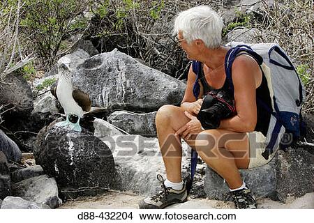 Picture - Blue-footed Booby (Sula nebouxii). Espaola (Hood) island, Galapagos Islands, Ecuador. Fotosearch
