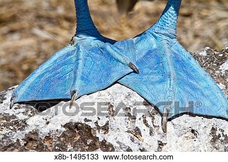 Blue-footed booby Sula nebouxii showing blue feet in the Galapagos Island Archipelago, Ecuador View Large Photo Image Stock Image - Blue-footed booby Sula nebouxii showing blue feet in the Galapagos Island Archipelago, Ecuador. Fotosearch
