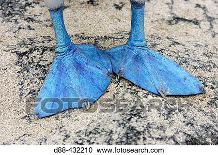 Blue-footed Booby (Sula nebouxii). Espaola (Hood) island, Galapagos Islands, Ecuador View Large Photo Image Stock Image - Blue-footed Booby (Sula nebouxii). Espaola (Hood) island, Galapagos Islands, Ecuador. Fotosearch