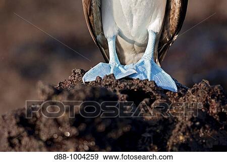 Blue-footed Booby (Sula nebouxii), Santa Cruz Island, Galapagos Islands View Large Photo Image Stock Photo - Blue-footed Booby (Sula nebouxii), Santa Cruz Island, Galapagos Islands. Fotosearch