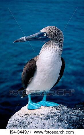 Blue-footed Booby (Sula nebouxii). North Seymour Island. Galapagos Islands, Ecuador View Large Photo Image Stock Photo - Blue-footed Booby (Sula nebouxii). North Seymour Island. Galapagos Islands, Ecuador. Fotosearch