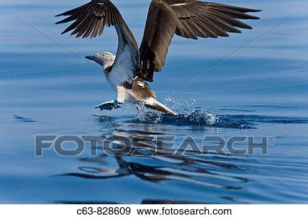 Blue-footed booby Sula nebouxii taking flight in the Galapagos Island Group, Ecuador The Galapagos are a nesting and breeding area for blue-footed boobies View Large Photo Image Stock Photo - Blue-footed booby Sula nebouxii taking flight in the Galapagos Island Group, Ecuador The Galapagos are a nesting and breeding area for blue-footed boobies. Fotosearch