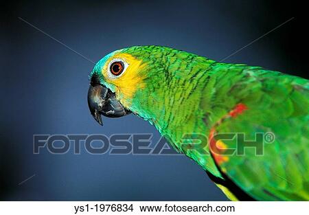 Blue-Fronted Amazon Parrot or Turquoise-Fronted Amazon Parrot, amazona aestiva, Adult, Pantanal in Brazil. View Large Photo Image Picture - Blue-Fronted Amazon Parrot or Turquoise-Fronted Amazon Parrot, amazona aestiva, Adult, Pantanal in Brazil.. Fotosearch