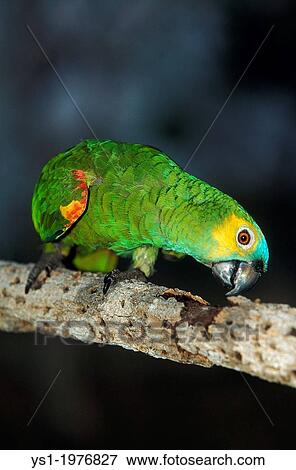 Blue-Fronted Amazon Parrot or Turquoise-Fronted Amazon Parrot, amazona aestiva, Adult standing on Branch, Pantanal in Brazil. View Large Photo Image Stock Photo - Blue-Fronted Amazon Parrot or Turquoise-Fronted Amazon Parrot, amazona aestiva, Adult standing on Branch, Pantanal in Brazil.. Fotosearch