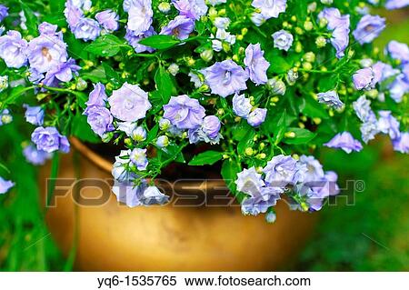 Stock Photography - Blue garden flowers in golden vase. Fotosearch