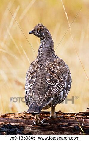Blue Grouse Dendragapus obscurus in Yellowstone National Park USA View Large Photo Image Stock Photography - Blue Grouse Dendragapus obscurus in Yellowstone National Park USA. Fotosearch
