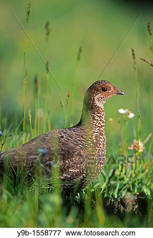 BLUE GROUSE Dendragapus obscurus female, near Blue Mountain, Olympic National Park, Washington, USA View Large Photo Image Stock Photo - BLUE GROUSE Dendragapus obscurus female, near Blue Mountain, Olympic National Park, Washington, USA. Fotosearch