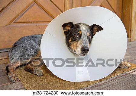 Stock Image - Blue Heeler dog with protective cone.. Fotosearch