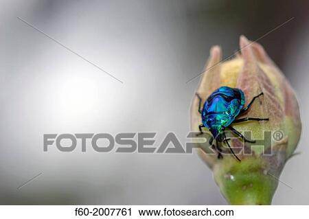 Blue insect Hemiptera, Zicrona cerulea, in a flower, Poindimie, New Caledonia, South Pacific. View Large Photo Image Stock Image - Blue insect Hemiptera, Zicrona cerulea, in a flower, Poindimie, New Caledonia, South Pacific.. Fotosearch
