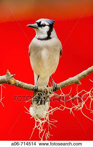 Blue Jay View Large Photo Image Picture - Blue Jay. Fotosearch