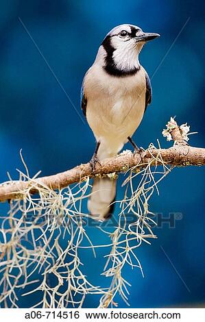 Blue Jay View Large Photo Image Stock Photograph - Blue Jay. Fotosearch
