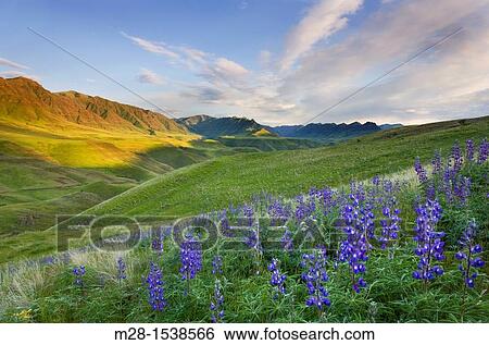 Blue lupines on the hills above the Imnaha River Canyon, Hells Canyon Recreation Area Oregon View Large Photo Image Stock Photograph - Blue lupines on the hills above the Imnaha River Canyon, Hells Canyon Recreation Area Oregon. Fotosearch