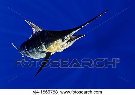 blue marlin, Makaira nigricans or Indo-Pacific blue marlin, Makaira mazara, Kona Coast, Big Island, Hawaii, USA, Pacific Ocean View Large Photo Image Stock Photo - blue marlin, Makaira nigricans or Indo-Pacific blue marlin, Makaira mazara, Kona Coast, Big Island, Hawaii, USA, Pacific Ocean. Fotosearch