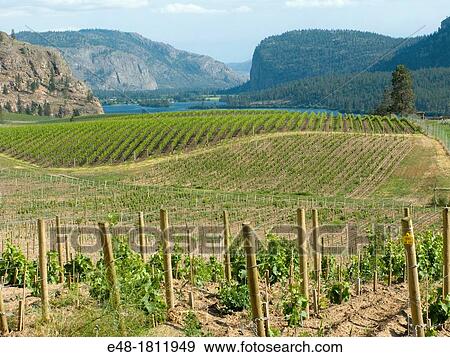 Stock Photo - BLUE MOUNTAIN VINEYARDS OKANAGAN FALLS VASEAUX LAKE SOUTH OKANAGAN VALLEY BRITISH COLUMBIA CANADA. Fotosearch