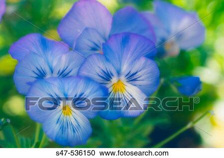 Blue Pansy Flowers. Viola x wittrockiana, Maryland, USA View Large Photo Image Stock Image - Blue Pansy Flowers. Viola x wittrockiana, Maryland, USA. Fotosearch