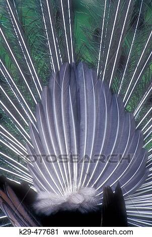 Blue peafowl (Pavo cristatus) Captive male bird peacock displaying its tail feathers in courtship behaviour. Pewaukee. Wisconsin. USA. View Large Photo Image Stock Image - Blue peafowl (Pavo cristatus) Captive male bird peacock displaying its tail feathers in courtship behaviour. Pewaukee. Wisconsin. USA.. Fotosearch