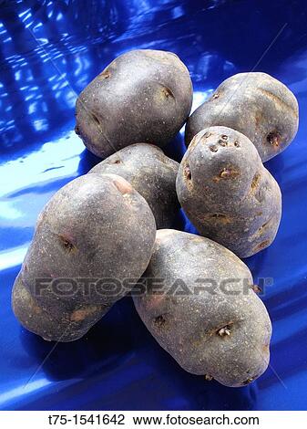 Blue potatoes View Large Photo Image Stock Image - Blue potatoes. Fotosearch