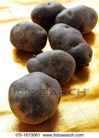 Blue potatoes View Large Photo Image Stock Image - Blue potatoes. Fotosearch