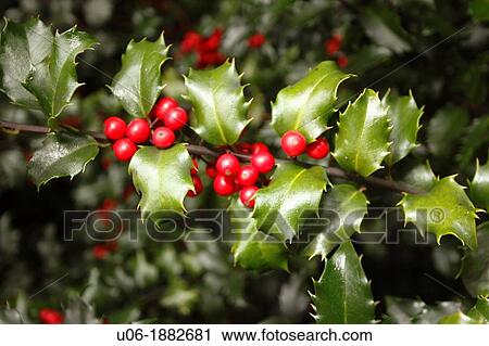 Blue Princess Holly bush View Large Photo Image Stock Image - Blue Princess Holly bush. Fotosearch