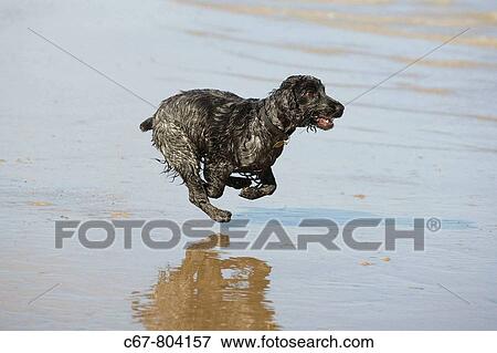 Blue Roan Cocker Spaniel running on Beach View Large Photo Image Stock Photo - Blue Roan Cocker Spaniel running on Beach. Fotosearch