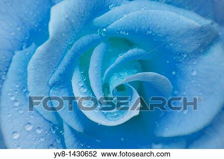 Blue rose with water droplets View Large Photo Image Stock Image - Blue rose with water droplets. Fotosearch
