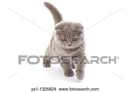 BLUE SCOTTISH FOLD CAT, 2 MONTHS OLD KITTEN AGAINST WHITE BACKGROUND View Large Photo Image Picture - BLUE SCOTTISH FOLD CAT, 2 MONTHS OLD KITTEN AGAINST WHITE BACKGROUND. Fotosearch