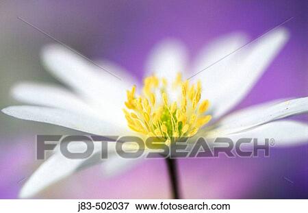 Blue shades (Anemone blanda). Lisse, The Netherlands View Large Photo Image Stock Photo - Blue shades (Anemone blanda). Lisse, The Netherlands. Fotosearch