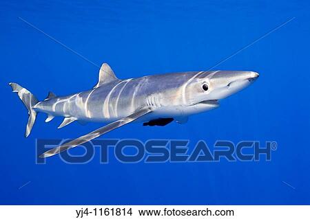 Picture - blue shark, Prionace glauca, large female, Big Island, Hawaii, USA, Pacific Ocean. Fotosearch
