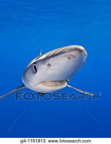 Stock Image - blue shark, Prionace glauca, large female, Big Island, Hawaii, USA, Pacific Ocean. Fotosearch