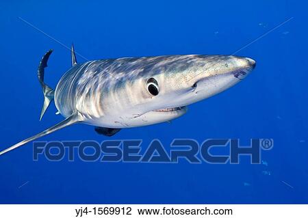 blue shark, Prionace glauca, large female, Big Island, Hawaii, USA, Pacific Ocean View Large Photo Image Stock Image - blue shark, Prionace glauca, large female, Big Island, Hawaii, USA, Pacific Ocean. Fotosearch