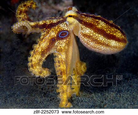 Stock Image - Blue Spot Octopus,, Octopus Sp, Lembeh Strait, North Sulawesi, Indoensia.. Fotosearch