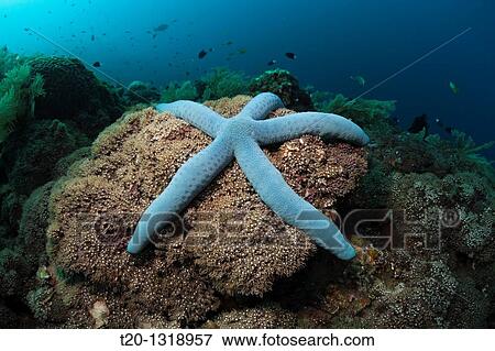 Blue Starfish in Coral Reef, Linckia laevigata, Alam Batu, Bali, Indonesia View Large Photo Image Stock Photo - Blue Starfish in Coral Reef, Linckia laevigata, Alam Batu, Bali, Indonesia. Fotosearch