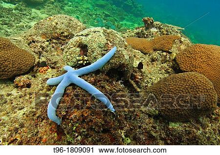 Stock Image - Blue Starfish or sea star, Linckia laevigata. Fotosearch