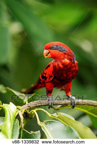 Stock Image - Blue-streaked Lory (Eos reticulata), Jurong Bird Park, Singapore. Fotosearch