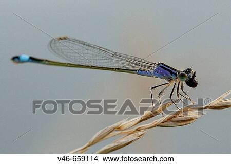 Picture - Blue-tailed damselfly chomps down on freshly caught prey. Fotosearch