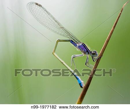 Blue-tailed damselfly (Ischnura elegans violacea), Bavaria, Germany. View Large Photo Image Stock Image - Blue-tailed damselfly (Ischnura elegans violacea), Bavaria, Germany.. Fotosearch