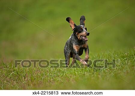 Stock Image - Blue tick, hound, hunting dog, Pennsylvania, USA. Fotosearch