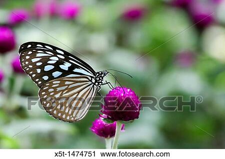 Blue Tiger Tirumala limniace butterfly Photographed in India View Large Photo Image Stock Image - Blue Tiger Tirumala limniace butterfly Photographed in India. Fotosearch