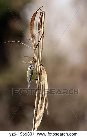 Stock Photo - Blue tit - Cyanistes caeruleus on cane.. Fotosearch